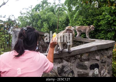 Sleman, YOGYAKARTA, INDONESIEN. Februar 2021, 3rd. Eine Frau gibt einem Seeaffe am Hang des Berges Merapi in Sleman, Yogyakarta, Indonesien, eine Banane, Mittwoch, 3. Februar 2021. Eine Reihe von Makaken Streifen in der Nähe von Wohngebieten auf der Suche nach Essen. Quelle: Slamet Riyadi/ZUMA Wire/Alamy Live News Stockfoto