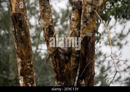 Sleman, YOGYAKARTA, INDONESIEN. Februar 2021, 3rd. Ein Langschwanzmakak sucht Nahrung in einem Baum an den Hängen des Monte Merapi in Sleman, Yogyakarta, Indonesien, Mittwoch, 3. Februar 2021. Eine Reihe von Makaken Streifen in der Nähe von Wohngebieten auf der Suche nach Essen. Quelle: Slamet Riyadi/ZUMA Wire/Alamy Live News Stockfoto