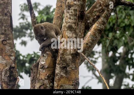 Sleman, YOGYAKARTA, INDONESIEN. Februar 2021, 3rd. Ein Langschwanzmakak sucht Nahrung in einem Baum an den Hängen des Monte Merapi in Sleman, Yogyakarta, Indonesien, Mittwoch, 3. Februar 2021. Eine Reihe von Makaken Streifen in der Nähe von Wohngebieten auf der Suche nach Essen. Quelle: Slamet Riyadi/ZUMA Wire/Alamy Live News Stockfoto