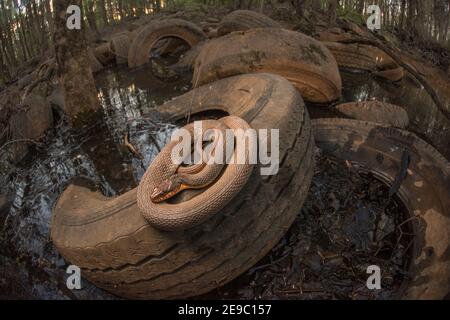 Eine Wasserschlange (Nerodia erythrogaster), die in einem kontaminierten und verschmutzten Feuchtgebiet in North Carolina, USA, auf weggeworfenen Reifen aufgewühlt wurde. Stockfoto