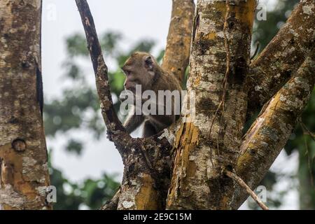 Sleman, YOGYAKARTA, INDONESIEN. Februar 2021, 3rd. Ein Langschwanzmakak sucht Nahrung in einem Baum an den Hängen des Monte Merapi in Sleman, Yogyakarta, Indonesien, Mittwoch, 3. Februar 2021. Eine Reihe von Makaken Streifen in der Nähe von Wohngebieten auf der Suche nach Essen. Quelle: Slamet Riyadi/ZUMA Wire/Alamy Live News Stockfoto