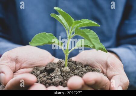 Hand halten Baum zu Pflanzen Saatwachstum in der Natur Stockfoto