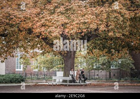 Amsterdam, Niederlande drei Frauen saßen im Herbst auf der Bank unter einem riesigen großen Baum im Stadtzentrum mit schönen orangefarbenen Herbstfarben Stockfoto