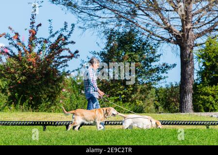 Portugal, Lissabon, 09. Oktober 2018: Älterer Mann mit zwei Hunden spaziert in einem Park. Stockfoto