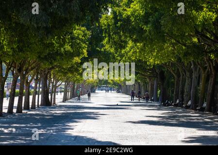 Portugal, Lissabon, 09. Oktober 2018: Gehweg mit Bäumen im Eduardo VII Park in der Nähe des Nelkenrevolution Denkmal und der Marquess of Pombal Platz in Stockfoto