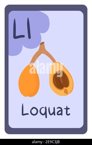 ABC Bildung Flash-Karte in Cartoon-Stil auf bunten Hintergrund. Buchstabe L - loquat. Orange exotische Früchte. Vektorgrafik Alphabet. Stock Vektor