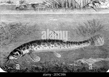 Steinlache, Barbatula barbatula, eine europäische Süßwasserfischart, Illustration von 1892 / Bachschmerle, Barbatula barbatula, Noemacheilus barbatulus, Schmerle oder Bartgrundel, Fisch, Illustration aus 1892, Historisch, historisch, digital verbesserte Reproduktion eines Originals aus dem 19th. Jahrhundert / digitale Reproduktion einer Originalvorlage aus dem 19. Jahrhundert, Stockfoto
