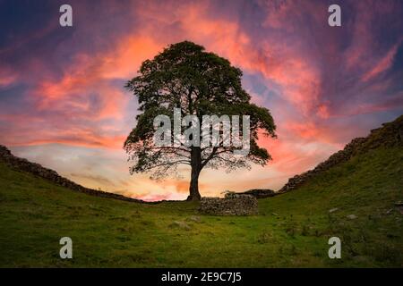 Sycamore Gap, Hadrians Wall, Northumberland, Großbritannien. Stockfoto