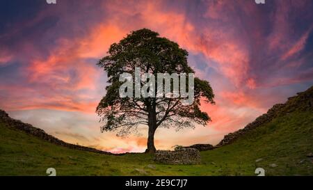 Sycamore Gap, Hadrians Wall, Northumberland, Großbritannien. Stockfoto