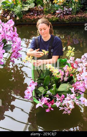 Kew Gardens Orchid Festival, Mitarbeiter mit wunderschönen Orchideen im Fotocall, Royal Botanic Gardens, Kew, London Stockfoto