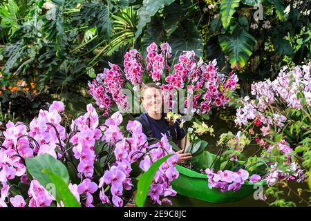 Kew Gardens Orchid Festival, Mitarbeiter mit wunderschönen Orchideen im Fotocall, Royal Botanic Gardens, Kew, London Stockfoto