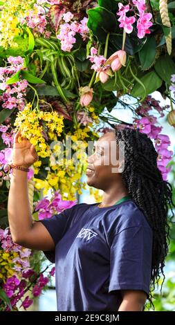 Kew Gardens Orchid Festival, Mitarbeiter mit wunderschönen Orchideen im Fotocall, Royal Botanic Gardens, Kew, London Stockfoto