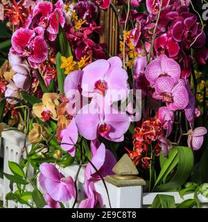 Kew Gardens Orchid Festival, wunderschöne Orchideen im Royal Botanic Gardens, Kew, London Stockfoto