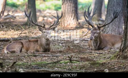 Zwei Rothirsche (Cervus elaphus), die im Wald ruhen, Deutschland Stockfoto