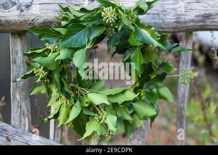 EFEU-Kranz, Efeukranz, Kranz aus Efeu, Efeuranken, Efeuranken werden zu  einem Kranz gebunden, Blumenkranz, Efeu, Hedera Helix, Common Ivy, Ivy,  Englis Stockfotografie - Alamy