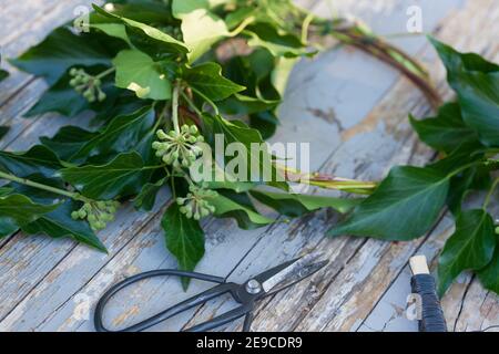 EFEU-Kranz, Efeukranz, Kranz aus Efeu, Efeuranken, Efeuranken werden zu  einem Kranz gebunden, Blumenkranz, Efeu, Hedera Helix, Common Ivy, Ivy,  Englis Stockfotografie - Alamy