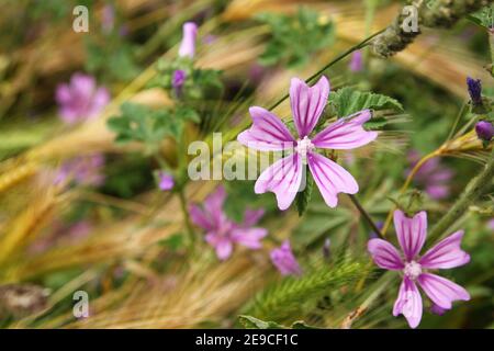 Eine schöne kleine Wiesenblumen verstecken sich im Gras. Stockfoto