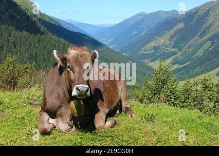 Eine erholsame Kuh in den Alpen. Das schöne Tal ist dahinter. Sieht ruhig und entspannt aus. Stockfoto