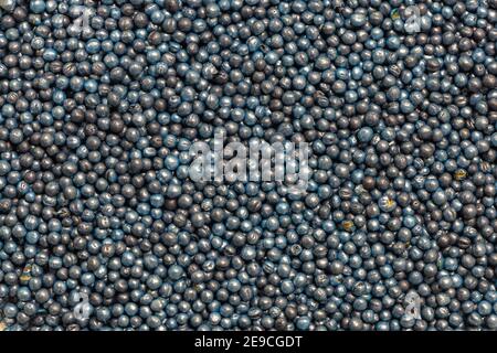 Makro. Im Labor in einer Petrischale blau beschichtete Rapssamen verarbeitet Stockfoto