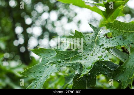 Ein Detailbild eines frischen grünen Eichenblattes. Es hat eine Menge Regentropfen, wegen des Regens. Stockfoto