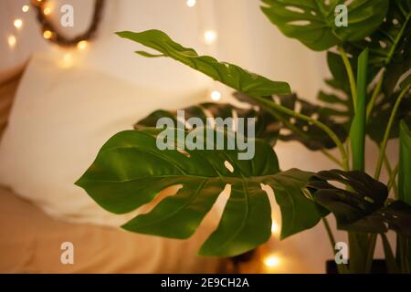 Monstera Heimwerk. Weihnachtsbeleuchtung, seitlich, Kunstblume im Innenraum Stockfoto