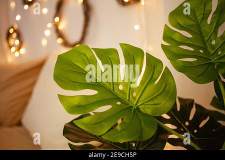 Monstera Heimwerk. Weihnachtsbeleuchtung, seitlich, Kunstblume im Innenraum Stockfoto