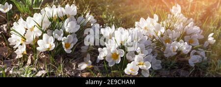 Die ersten Frühlingsblumen sind weiße Krokusse und Schneeglöckchen an einem sonnigen Tag. Frühlingsgarten Hintergrund Stockfoto
