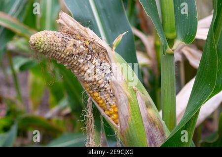 Nahaufnahme von unreifen, erkrankten und schimmeligen Maiskolben auf dem Feld Stockfoto