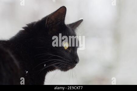 Seitenportrait der schwarzen Katze mit Schneeflocken im Fell, verschwommener grauer Hintergrund Stockfoto