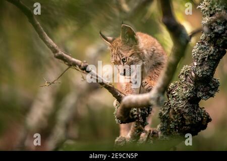 Lynx Junge auf einem Baum Zweig Blick links unten mit Kopieplatz auf Foto. Stockfoto