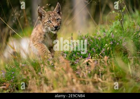 Luchs-Junge auf einer schönen Blumenwaldlichtung Stockfoto