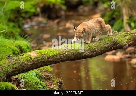 Lynx Junge läuft auf gefallenen moosigen Baumstamm über Waldbach. Stockfoto