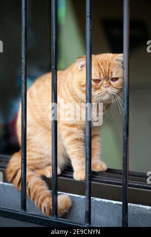 Kleine schottische Faltenkatze, die auf den Fenstern hinter dem Grill sitzt. Stockfoto