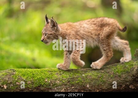 Luchs-Junge bilden eine Seite, die auf Baumstamm läuft Von rechts nach links Stockfoto