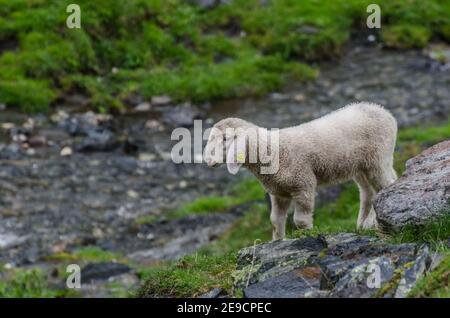 Kleine Schafe stehen zwischen Felsen in der Natur Stockfoto