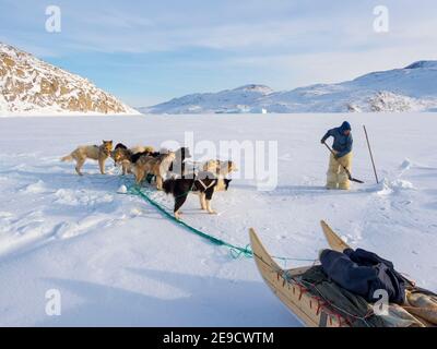 Eine Robbe aus einer Falle unter dem Meereis ernten. Inuit Jäger trägt traditionelle Hosen und Stiefel aus Eisbären Fell, Melville Bay in der Nähe Stockfoto