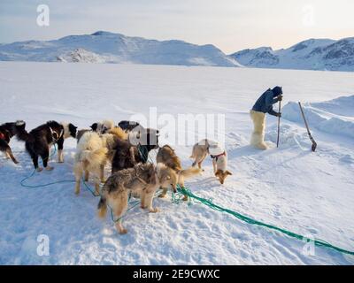 Eine Robbe aus einer Falle unter dem Meereis ernten. Inuit Jäger trägt traditionelle Hosen und Stiefel aus Eisbären Fell, Melville Bay in der Nähe Stockfoto