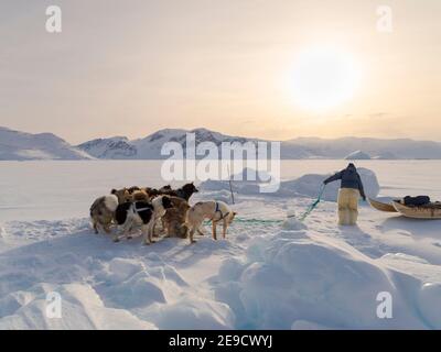 Eine Robbe aus einer Falle unter dem Meereis ernten. Inuit Jäger trägt traditionelle Hosen und Stiefel aus Eisbären Fell, Melville Bay in der Nähe Stockfoto