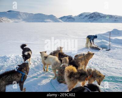Eine Robbe aus einer Falle unter dem Meereis ernten. Inuit Jäger trägt traditionelle Hosen und Stiefel aus Eisbären Fell, Melville Bay in der Nähe Stockfoto