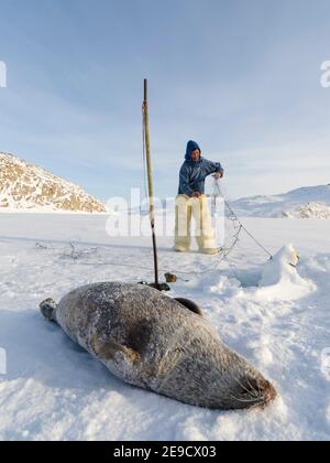Eine Robbe aus einer Falle unter dem Meereis ernten. Inuit Jäger trägt traditionelle Hosen und Stiefel aus Eisbären Fell, Melville Bay in der Nähe Stockfoto