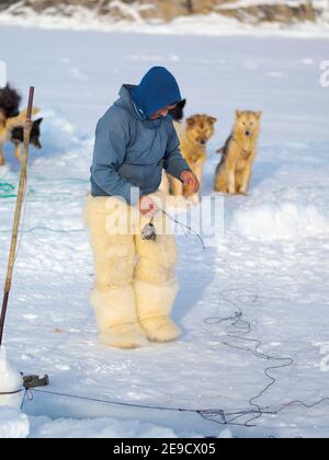Eine Robbe aus einer Falle unter dem Meereis ernten. Inuit Jäger trägt traditionelle Hosen und Stiefel aus Eisbären Fell, Melville Bay in der Nähe Stockfoto