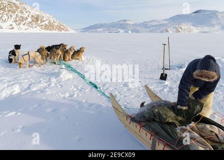 Eine Robbe aus einer Falle unter dem Meereis ernten. Inuit Jäger trägt traditionelle Hosen und Stiefel aus Eisbären Fell, Melville Bay in der Nähe Stockfoto