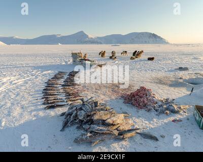 Fischer mit gefangenem Heilbutt auf dem Meereis der gefrorenen Melville Bay, Teil der Baffin Bay, in der Nähe von Kullorsuaq. Amerika, Nordamerika, Grönland, Dani Stockfoto