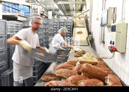 Arbeiter in einer Großbäckerei - Industrieproduktion von Backwaren auf einer Fließstrecke Stockfoto