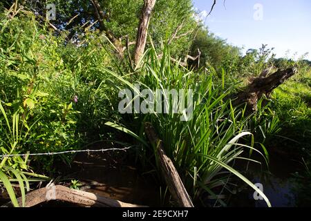 Stacheldrahtzaun und verfallende Stumps mit schiefen Pfosten bedeckt In Wildblumen mit Bäumen hinter und fließendem Wasser Stockfoto