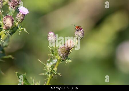 beetle auf einer blau violetten Distel mit einem natürlichen Grün Hintergrund Stockfoto