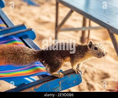 Ein Eichhörnchen mit einer jungen Kokosnuss am Strand in Thailand Asien Stockfoto