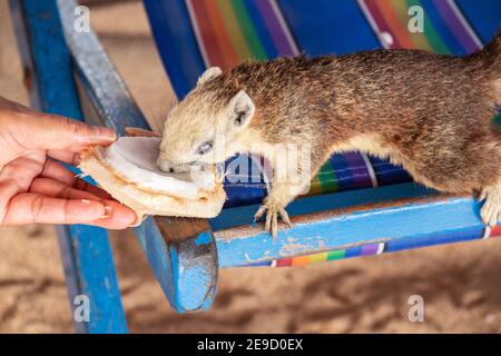 Ein Eichhörnchen mit einer jungen Kokosnuss am Strand in Thailand Asien Stockfoto