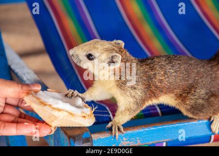 Ein Eichhörnchen mit einer jungen Kokosnuss am Strand in Thailand Asien Stockfoto