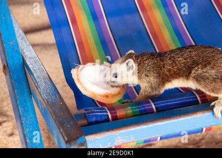 Ein Eichhörnchen mit einer jungen Kokosnuss am Strand in Thailand Asien Stockfoto